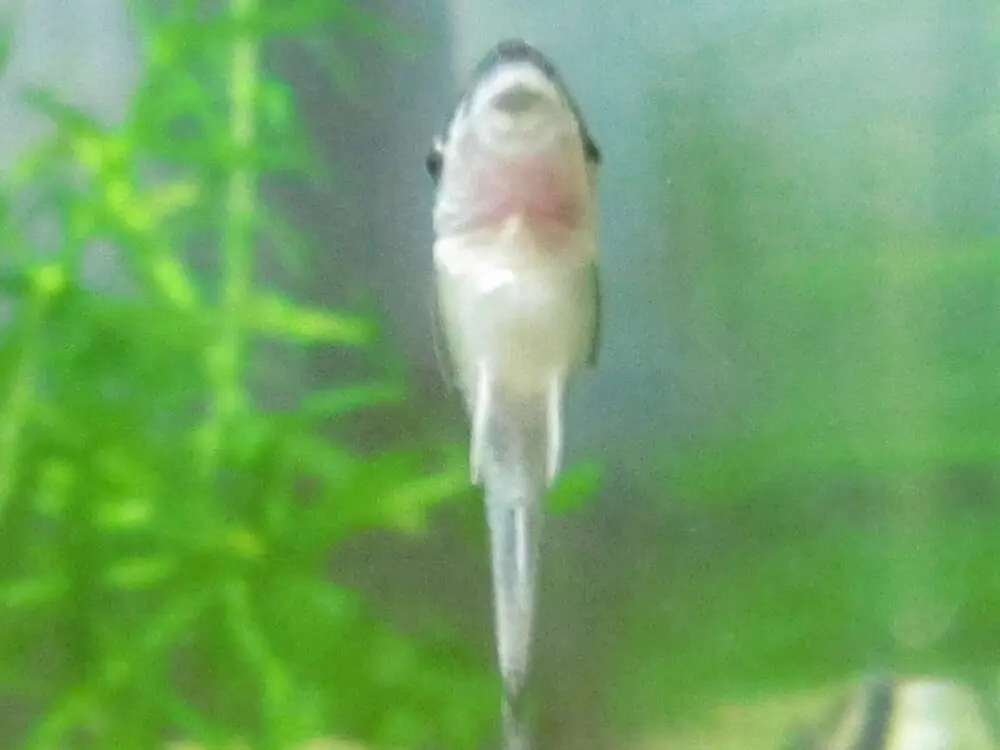 オトシンクルス