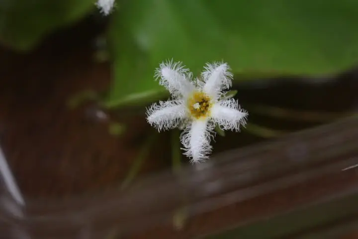 ガガブタの花
