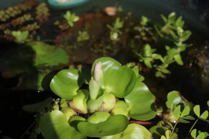 ホテイアオイのつぼみ