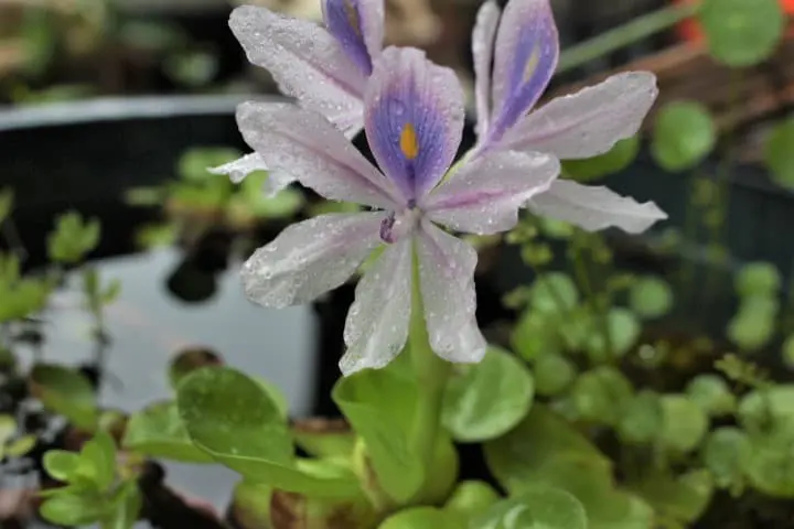 ホテイアオイの花