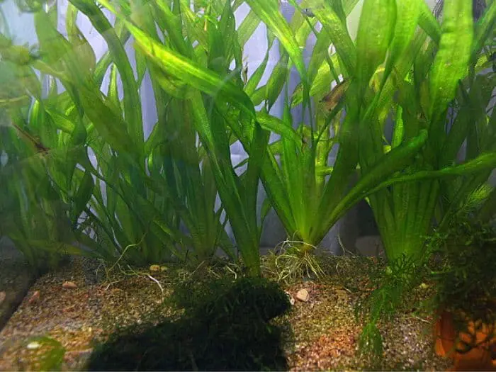 スクリューバリスネリア