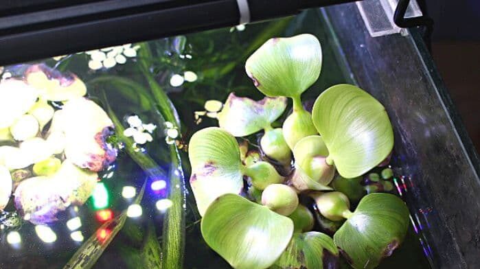 ミニホテイアオイ