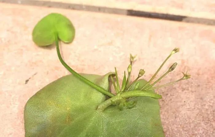 ガガブタの裏