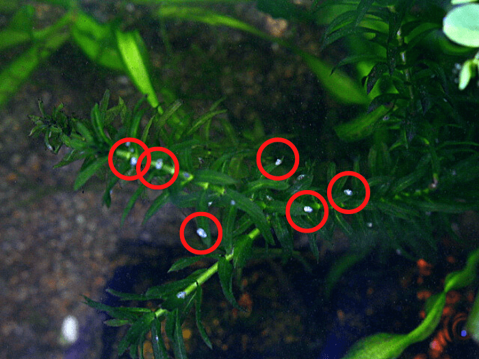 アナカリスについたカワコザラガイ