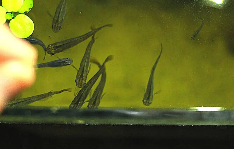 エサを与えようとすると寄ってくるメダカ