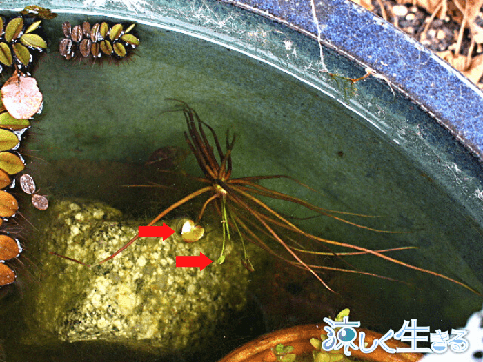 冬のガガブタ