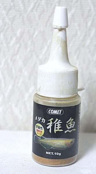 コメット メダカ稚魚