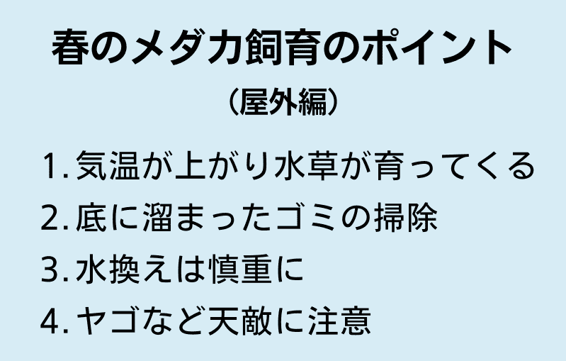 春のメダカ飼育のポイント