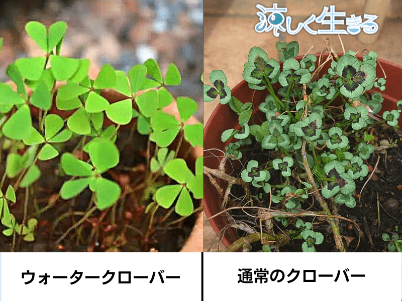 ウォータークローバーと通常のクローバー