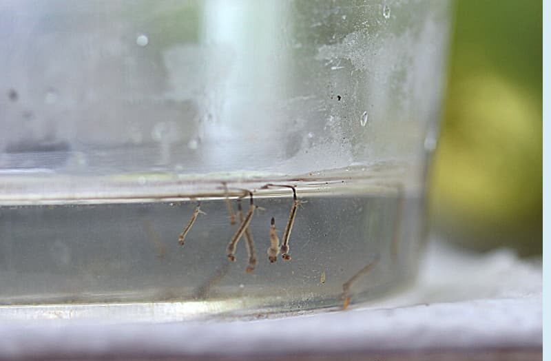 水面に浮くボウフラ