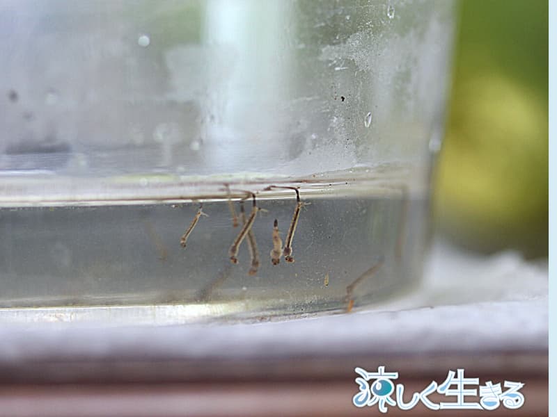 水面に浮くボウフラ