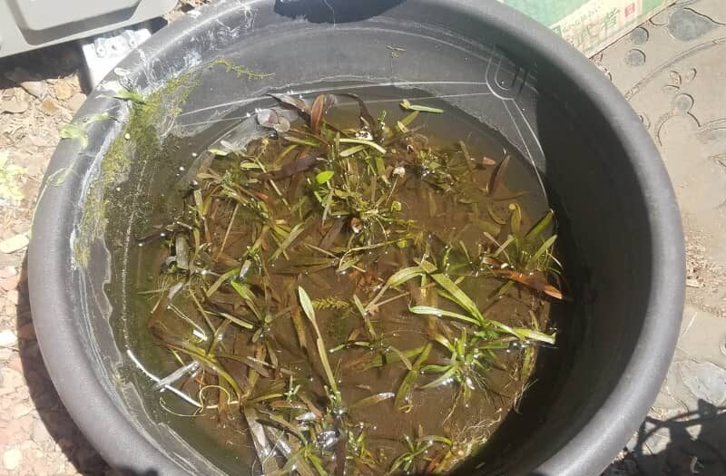 ナガバオモダカ