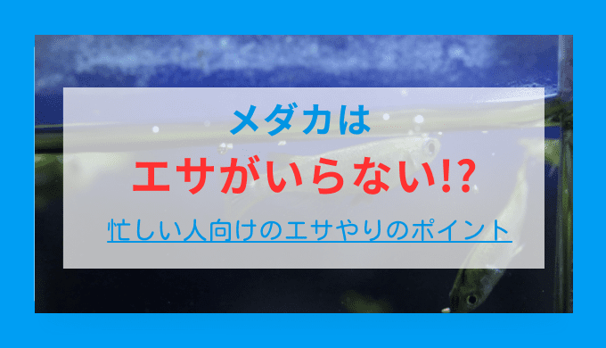 メダカはエサがいらない!?