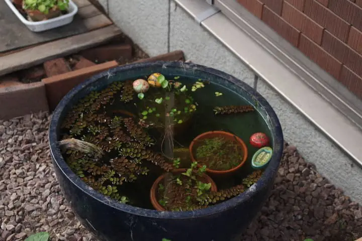 メダカビオトープ