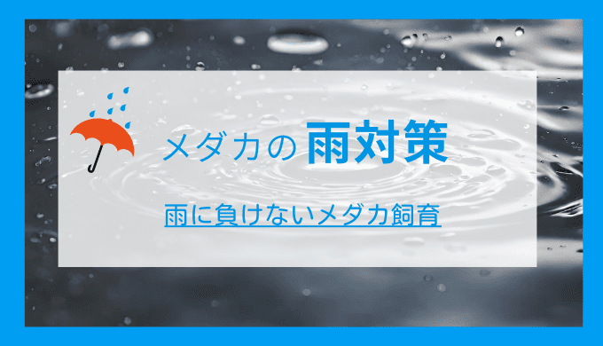 メダカの雨対策