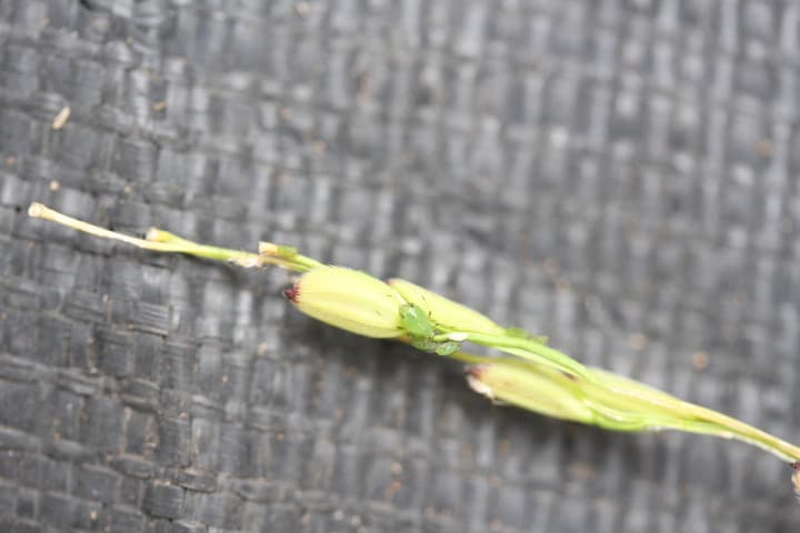稲についたアブラムシ