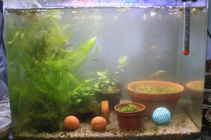 白く濁った水槽