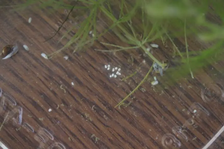 炭酸水で白く濁ったサカマキガイの卵