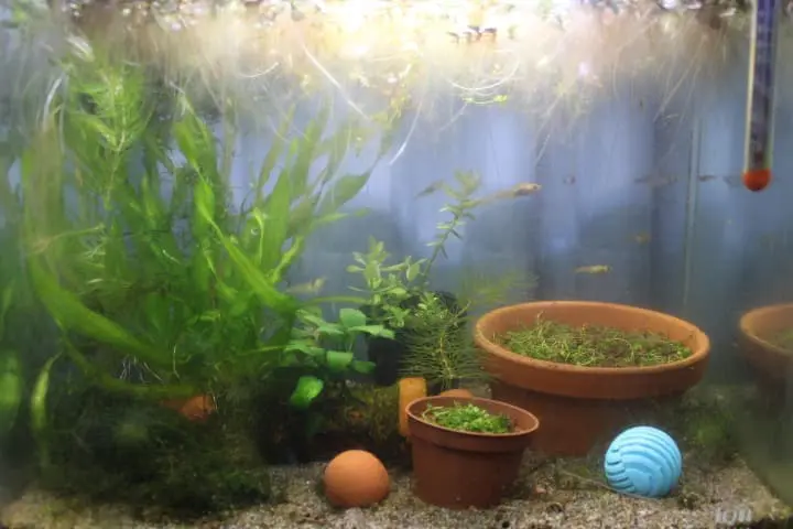 きれいになった水槽