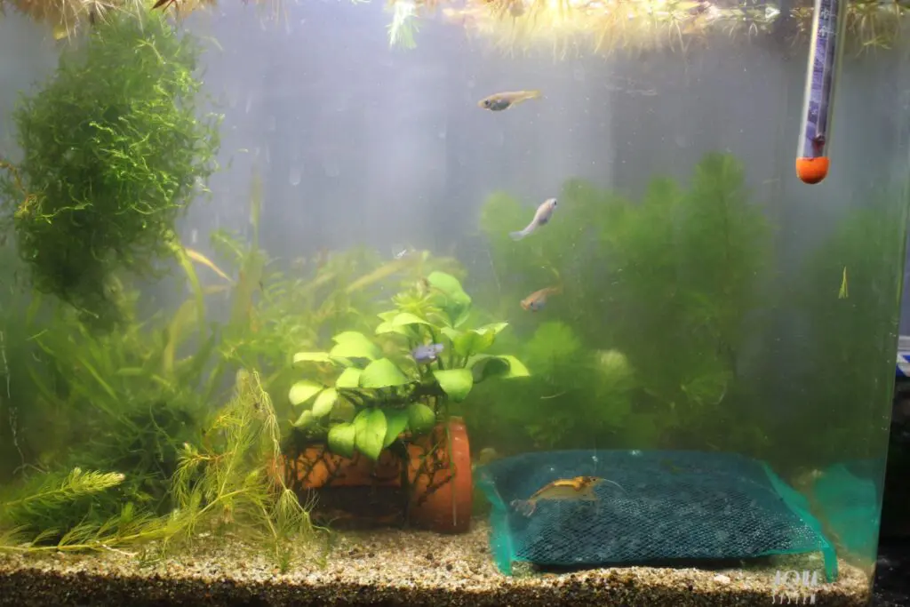 水槽と活性炭
