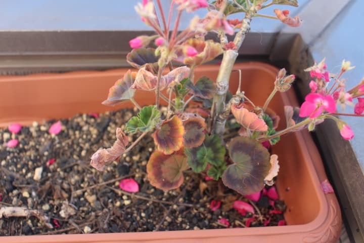 温室外の冬のゼラニウム