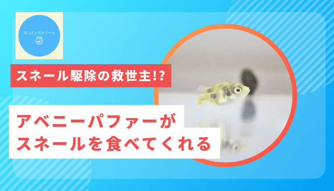 アベニーパファー