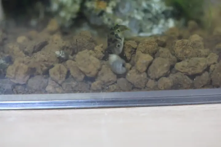 スネールを食べようとしているアベニーパファー