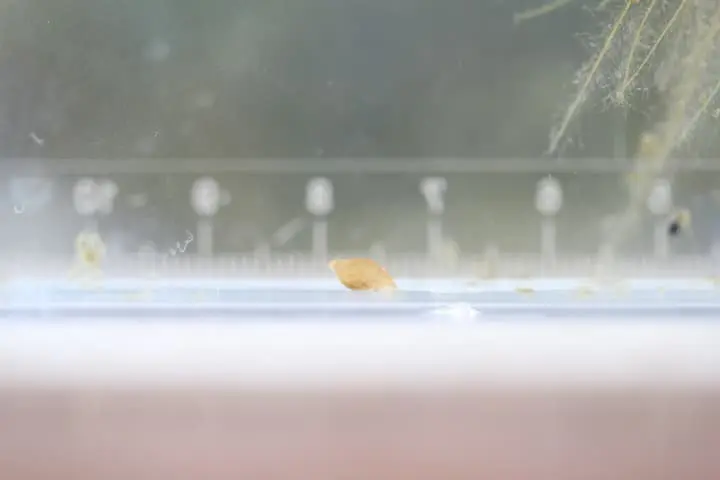 キラースネールが食べた後のスネール