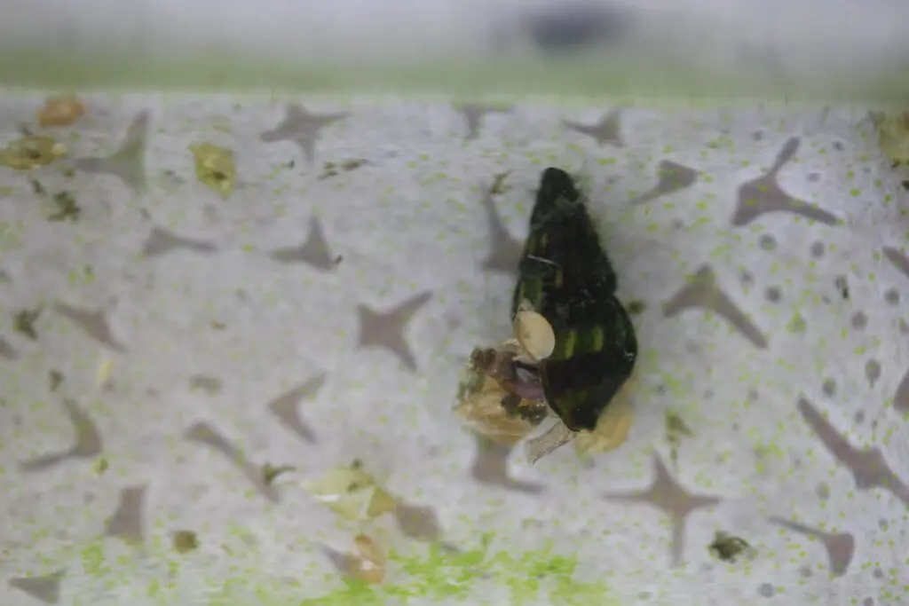 スネールを捕食したキラースネール