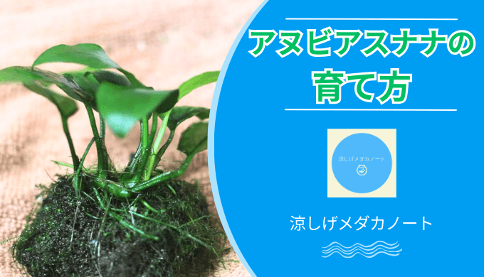 アヌビアスナナ