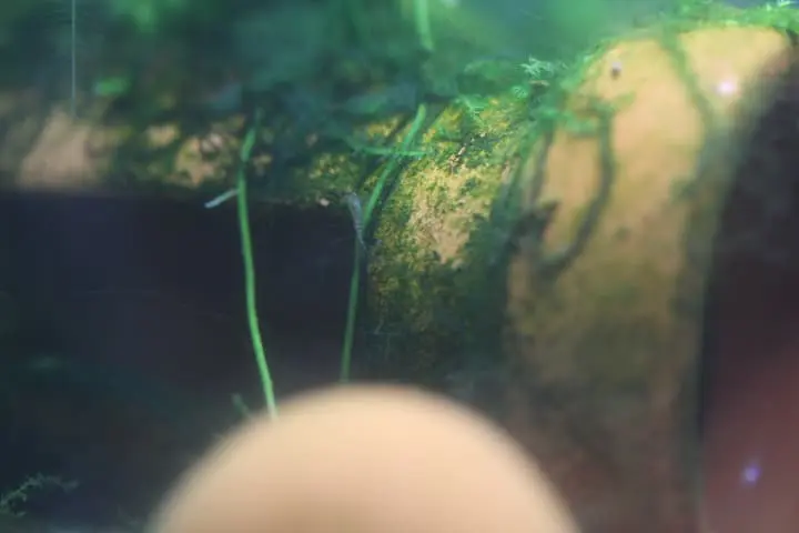 ミナミヌマエビの稚エビ