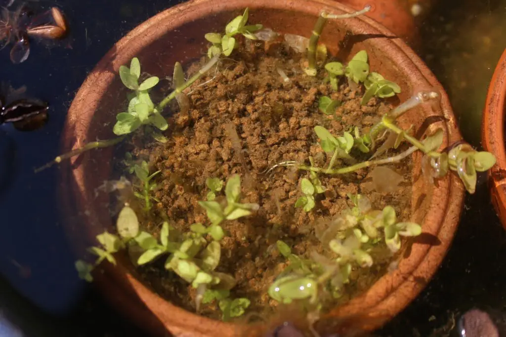 ウォーターバコパと赤玉土