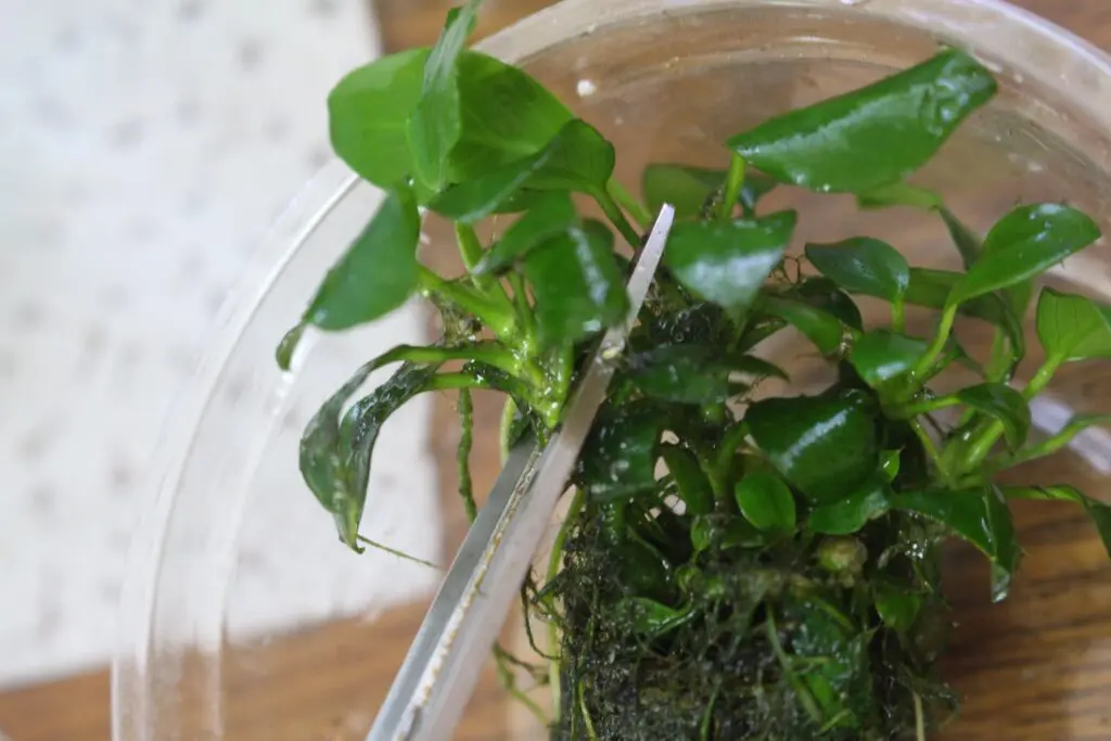 アヌビアスナナ