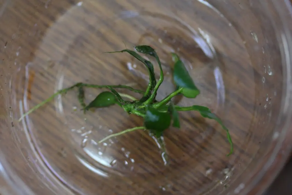 アヌビアスナナ