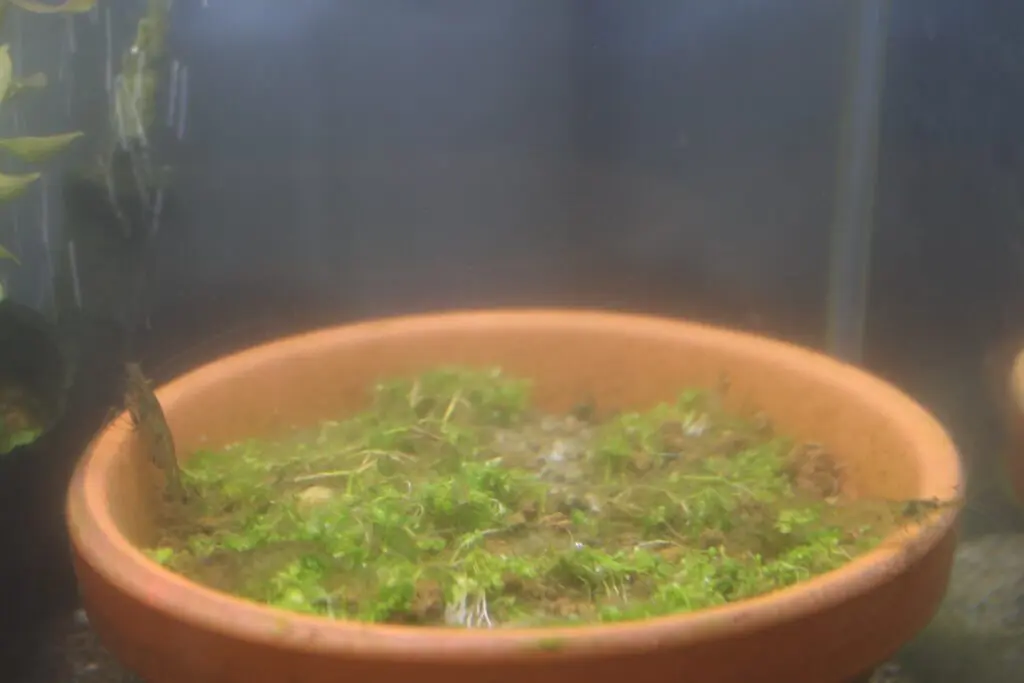 赤玉土とニューラージパールグラス