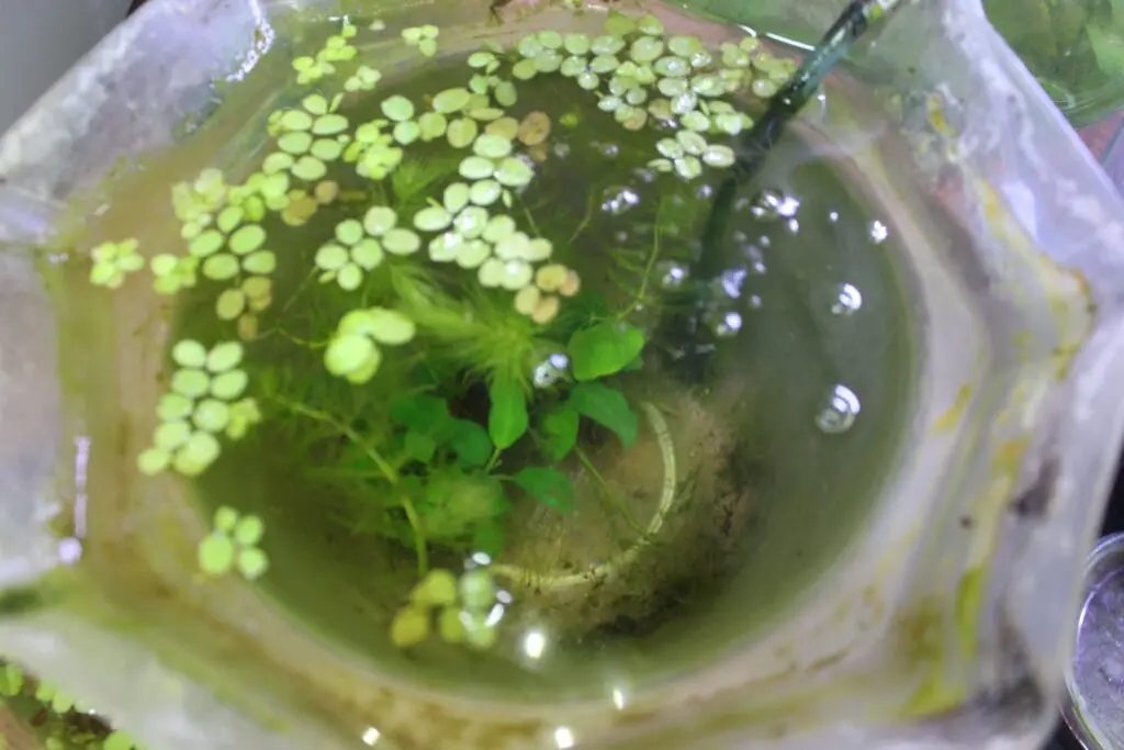 底砂なしの水槽