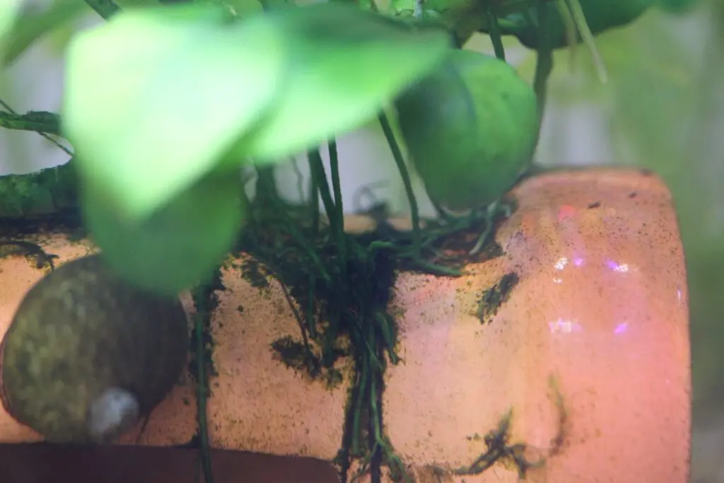 活着したアヌビアスナナの根