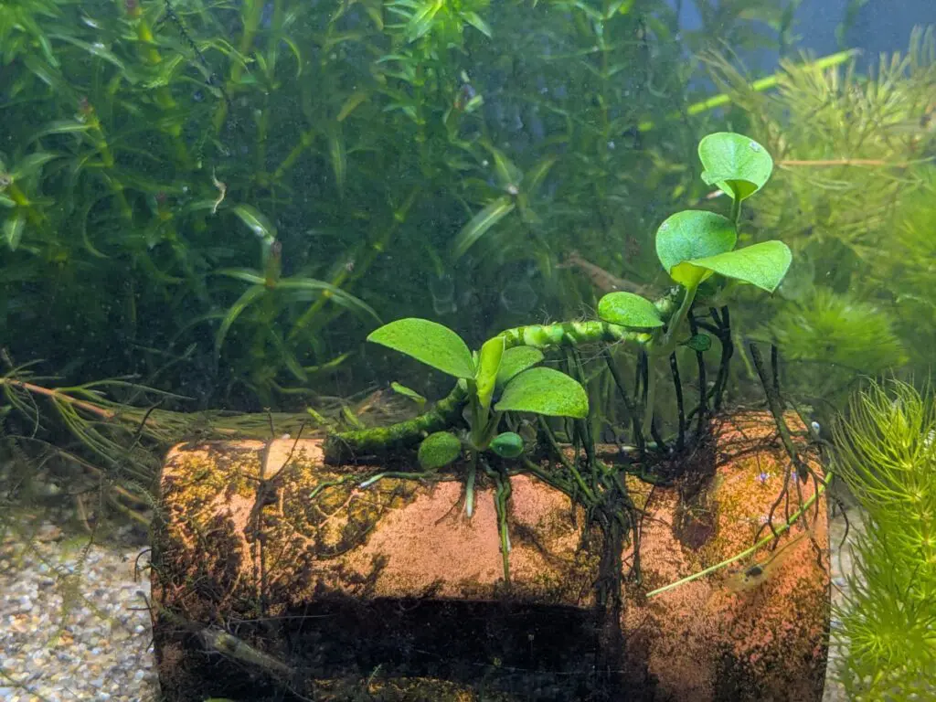 アヌビアスナナ