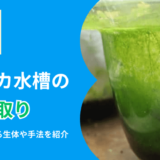 メダカ水槽のコケ取り