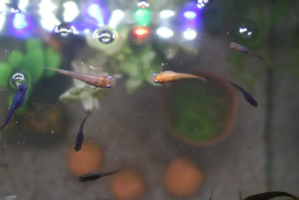 メダカのエサやり
