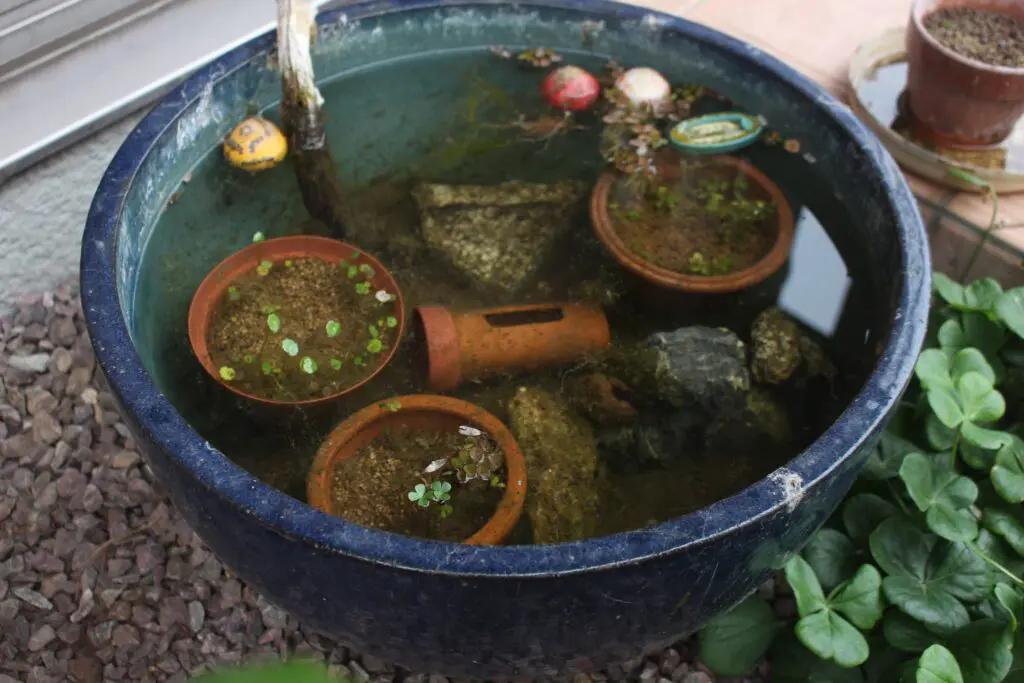 屋外用のメダカ水槽