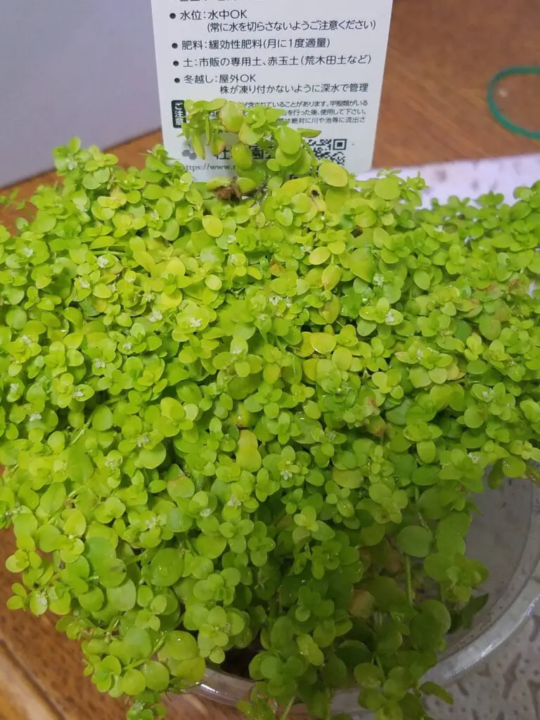 ニューラージパールグラス