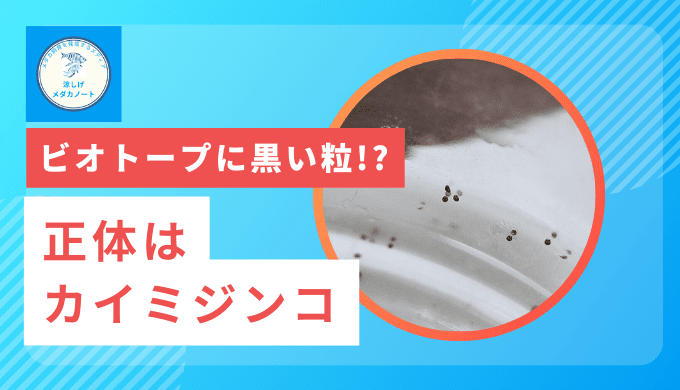 カイミジンコ