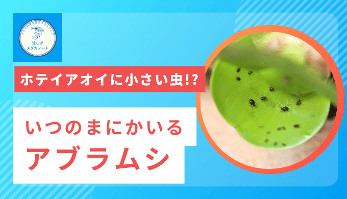 ホテイアオイとアブラムシ