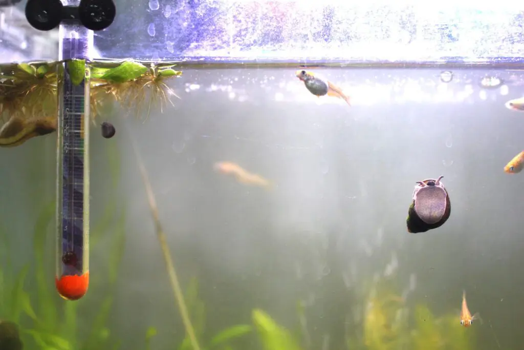 大人のヒメタニシと稚貝