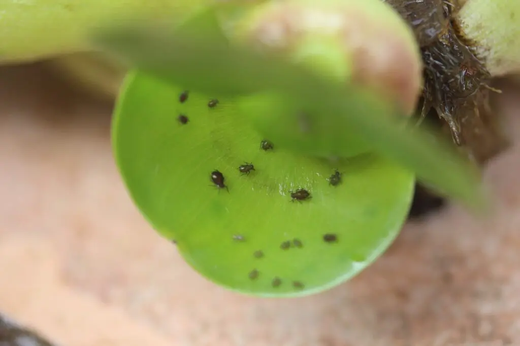 ホテイアオイについたアブラムシ