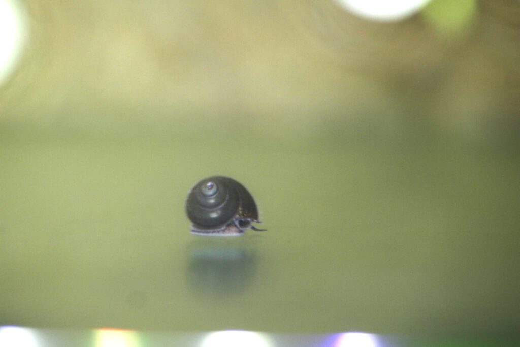 タニシの稚貝