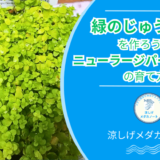 ニューラージパールグラス