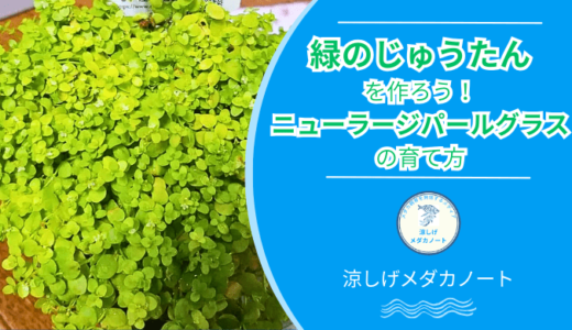 メダカ水槽で緑のじゅうたんを作る！ニューラージパールグラスの育て方