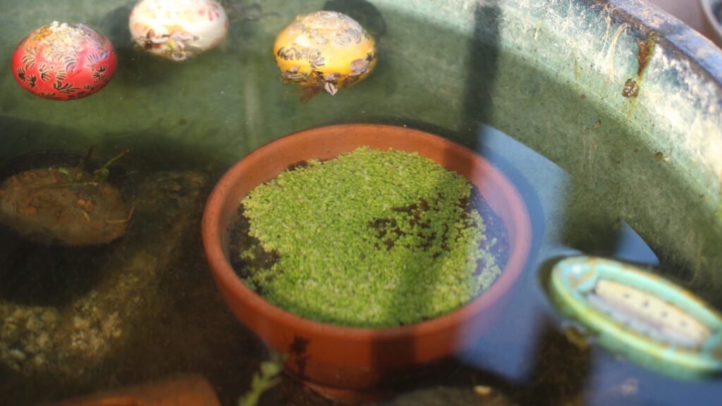 メダカビオトープのニューラージパールグラス